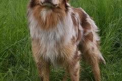 Cookie_2