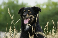 novy_juni2011