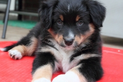 110815_abby2