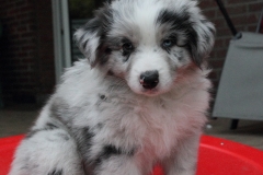110815_monty1