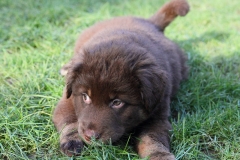 Nala_2501165