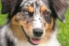 clone tag: -1833539779372602198